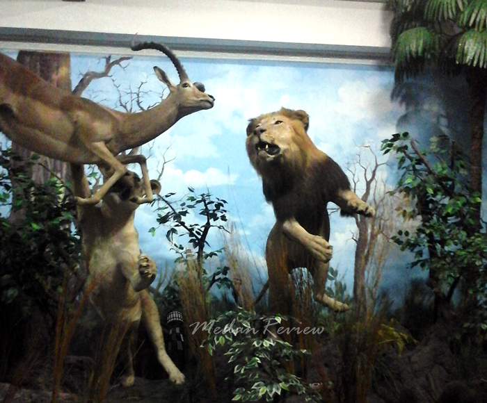 Galeri Rahmat (Rahmat International Wildlife Museum & Gallery)