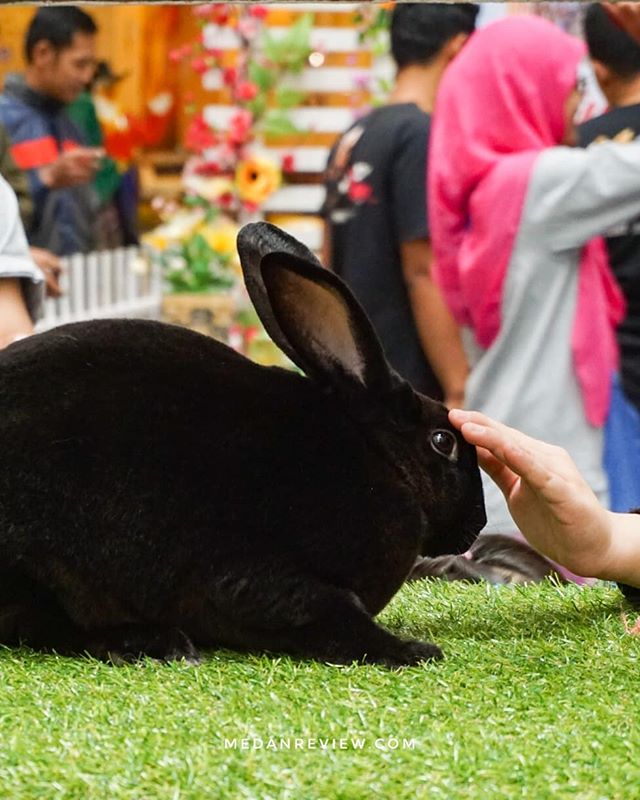 Taman Kelinci Hadir di Plaza Medan Fair (#1)