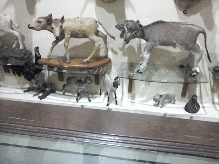 Galeri Rahmat (Rahmat International Wildlife Museum & Gallery)